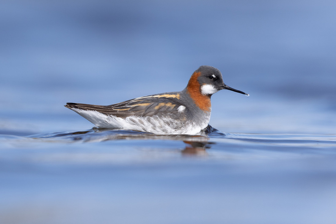Red-necked Phalarope, Vardo, Norway, June 2023