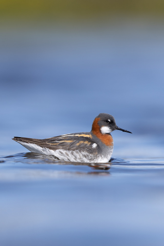 Red-necked Phalarope, Vardo, Norway, June 2023