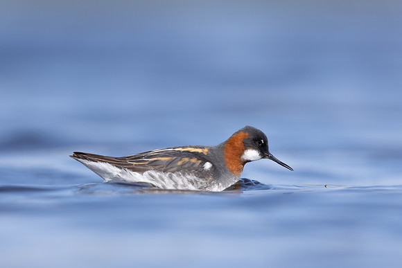 Red-necked Phalarope, Vardo, Norway, June 2023