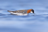 Red-necked Phalarope, Vardo, Norway, June 2023