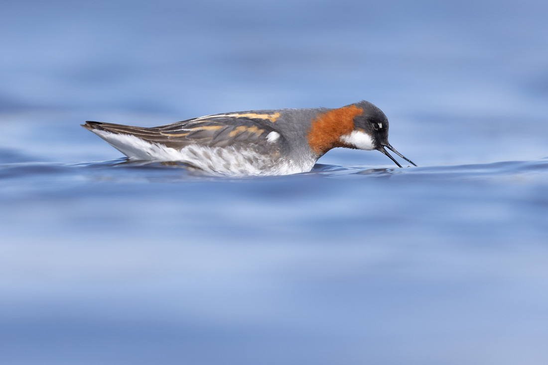 Red-necked Phalarope, Vardo, Norway, June 2023