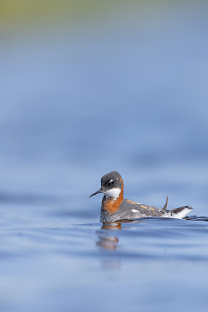 Red-necked Phalarope, Vardo, Norway, June 2023