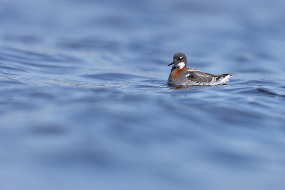 Red-necked Phalarope, Vardo, Norway, June 2023