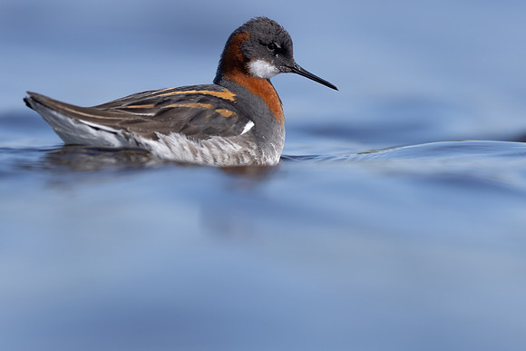 Red-necked Phalarope, Vardo, Norway, June 2023