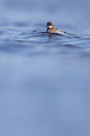 Red-necked Phalarope, Vardo, Norway, June 2023