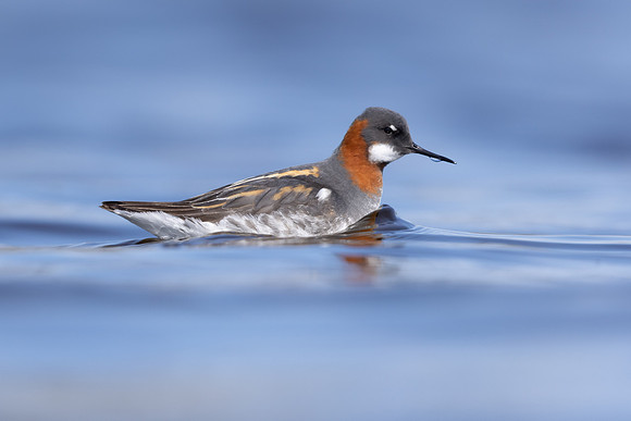 Red-necked Phalarope, Vardo, Norway, June 2023