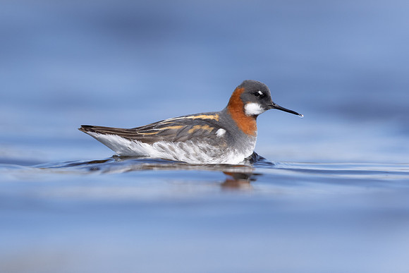 Red-necked Phalarope, Vardo, Norway, June 2023