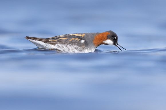 Red-necked Phalarope, Vardo, Norway, June 2023