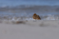 Little Stint, Ekkeroy, Norway, June 2023