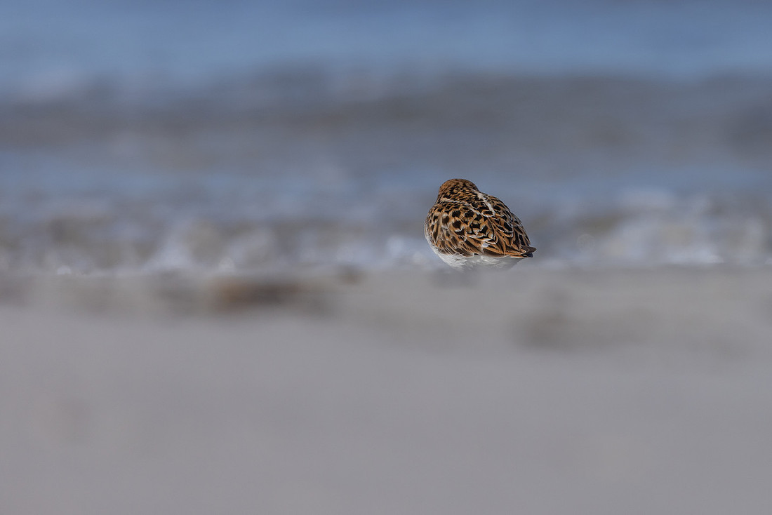 Little Stint, Ekkeroy, Norway, June 2023