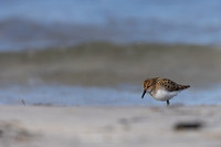 Little Stint, Ekkeroy, Norway, June 2023