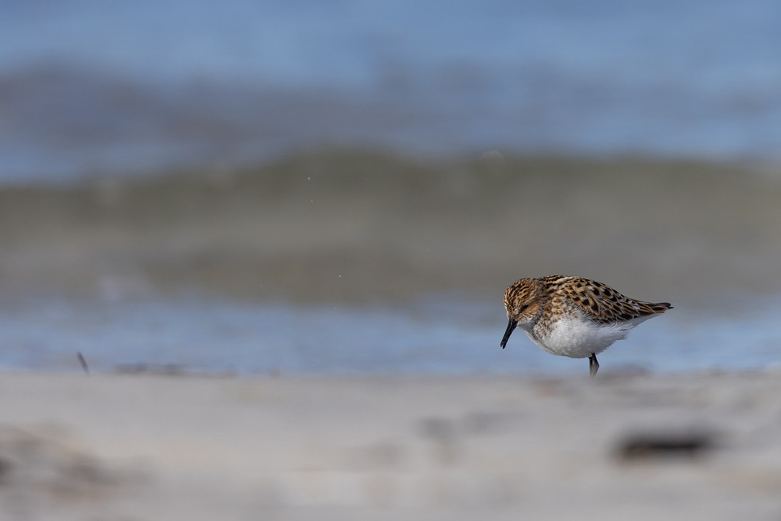 Little Stint, Ekkeroy, Norway, June 2023
