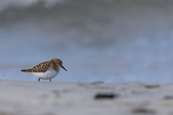 Little Stint, Ekkeroy, Norway, June 2023