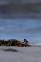 Little Stint, Ekkeroy, Norway, June 2023