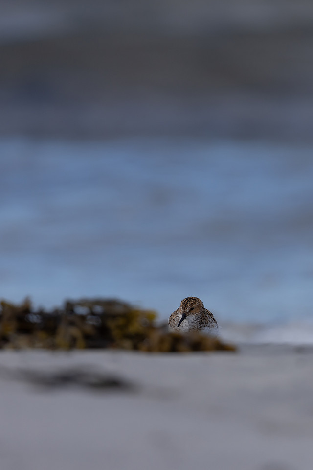 Little Stint, Ekkeroy, Norway, June 2023