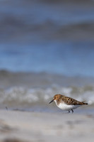 Little Stint, Ekkeroy, Norway, June 2023