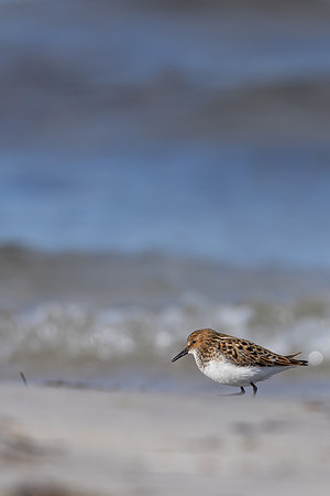 Little Stint, Ekkeroy, Norway, June 2023