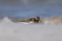 Sanderling, Ekkeroy, Norway, June 2023.
