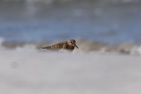 Sanderling, Ekkeroy, Norway, June 2023