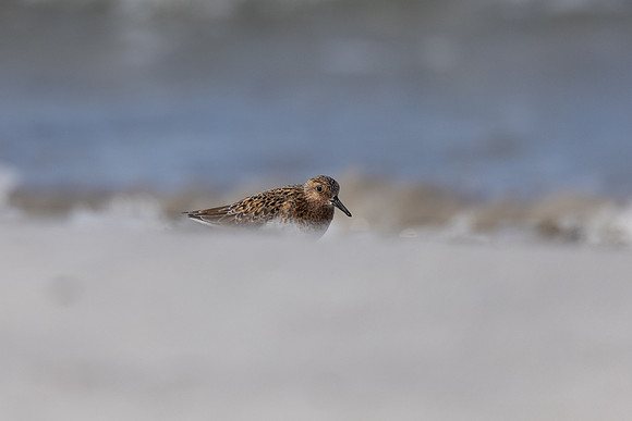 Sanderling, Ekkeroy, Norway, June 2023