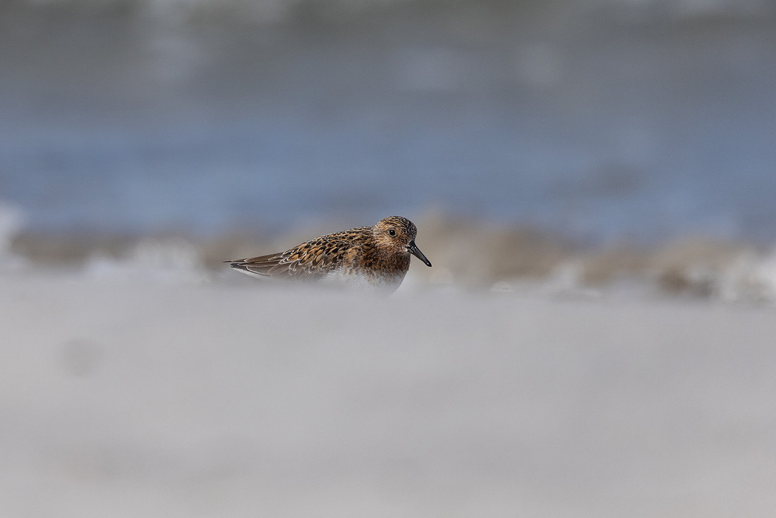 Sanderling, Ekkeroy, Norway, June 2023