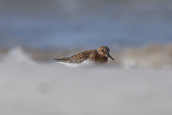 Sanderling, Norway, June 2024