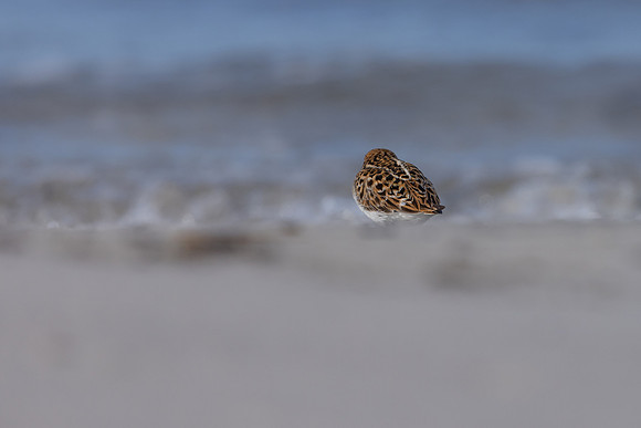 Little Stint, Ekkeroy, Norway, June 2023