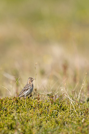 Red-throated Pipit, Vadso, Norway, June 2023