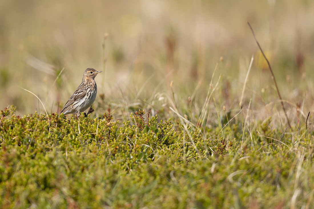 Red-throated Pipit, Vadso, Norway, June 2023