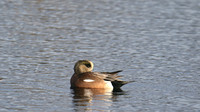 American Wigeon, Inverness, January 2017