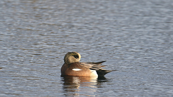 American Wigeon, Inverness, January 2017