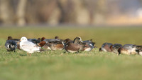 American Wigeon