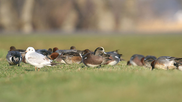 American Wigeon, Inverness, January 2017.