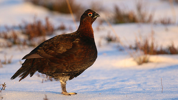 Red Grouse, Lochindorb, Feb 2015