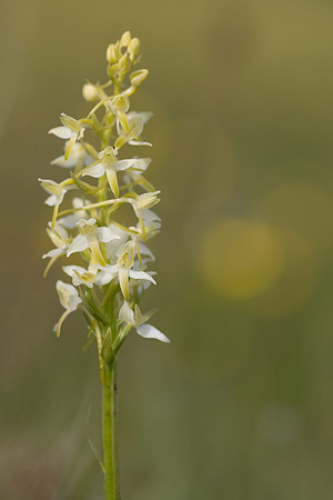 Lesser Butterfly-orchid, Morgans Hill, June 2024