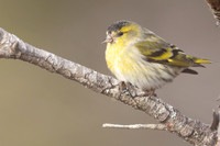 Siskin