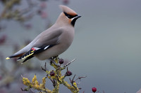 Waxwing, Rodbrough Common, January 2024