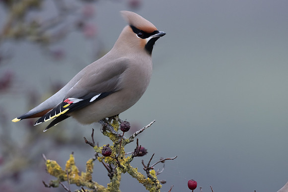 Waxwing, Rodbrough Common, January 2024