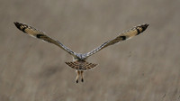Short-eared Owl, Hawling, January 2015