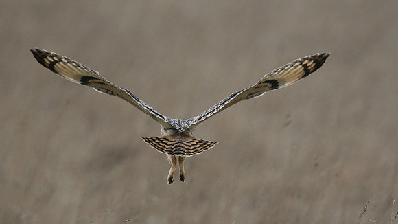 Short-eared Owl, Hawling, January 2015