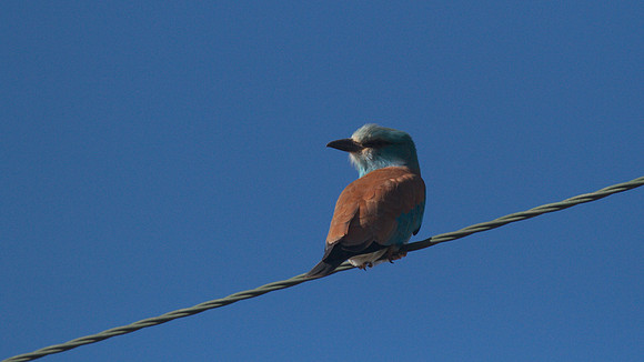 Roller, Larnaca Sewage works 2014