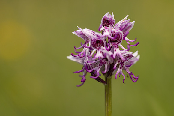 Monkey Orchid, Kent, May 2024