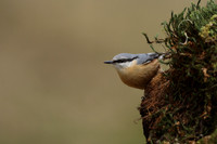 Nuthatches and Creepers