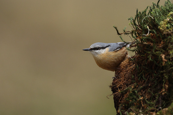 Nuthatch, Forest of Dean, April 2021