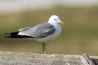 Common Gull