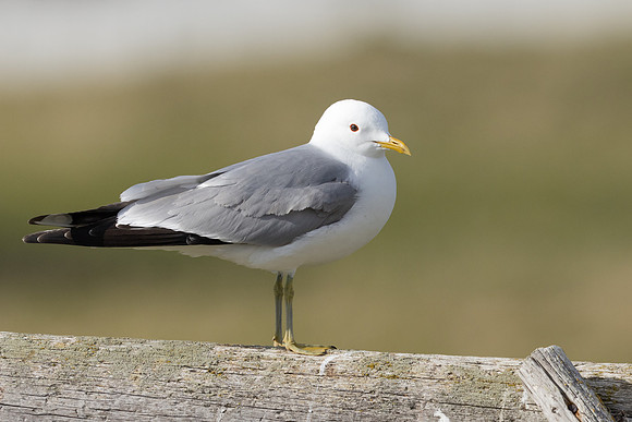 Common Gull, Ekkereoy, Norway, June 2023.