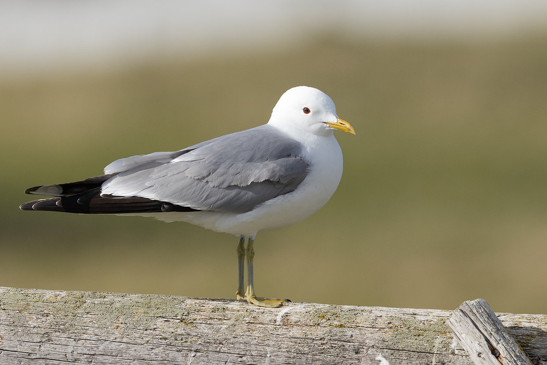 Common Gull, Ekkereoy, Norway, June 2023.