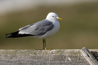 Common Gull, Ekkereoy, Norway, June 2023