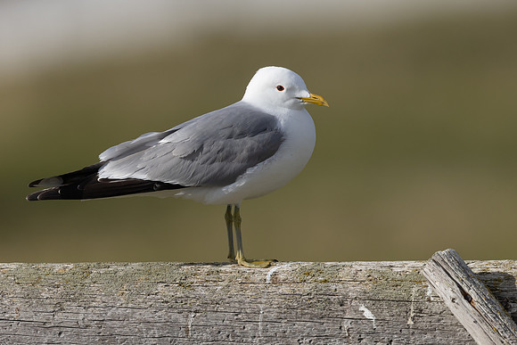 Common Gull, Ekkereoy, Norway, June 2023