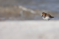 Little Stint